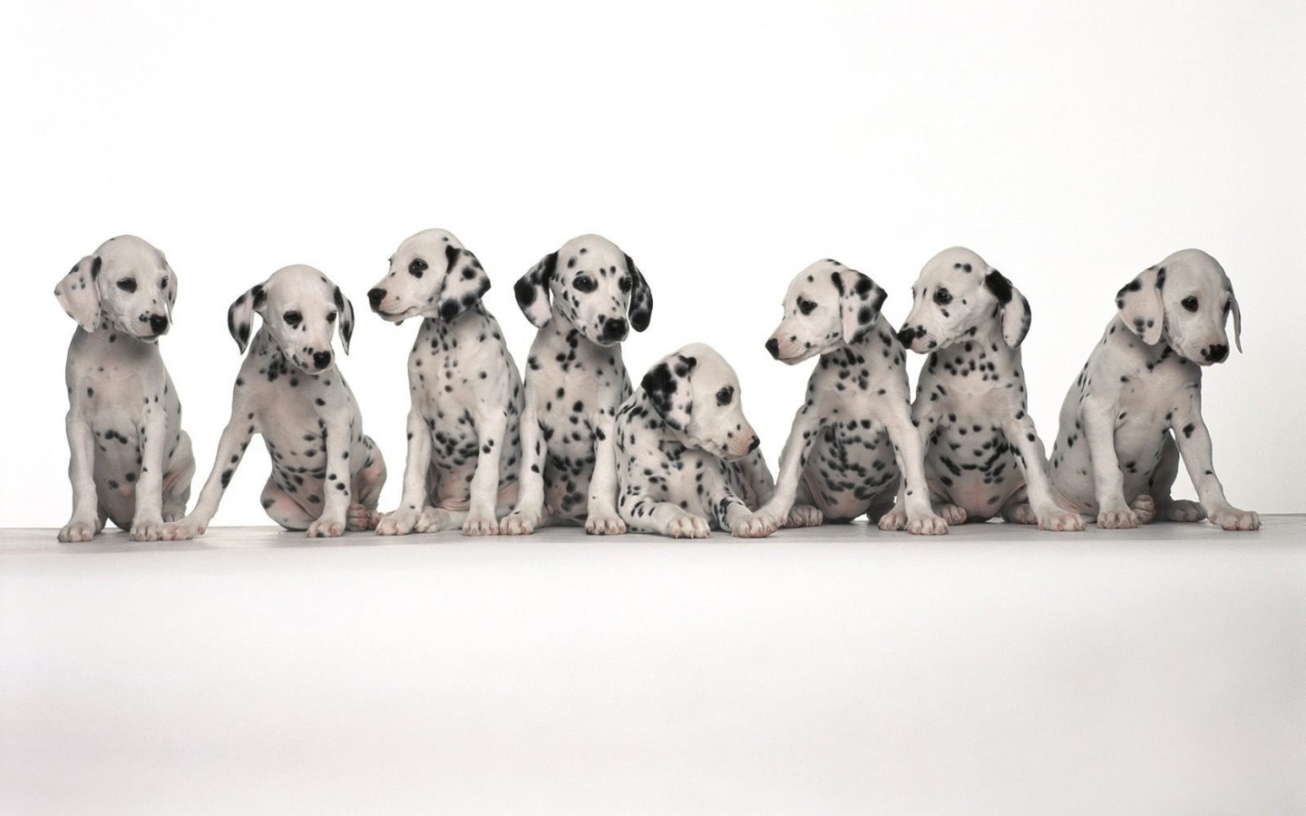 zwierzeta - psy - dalmatian_puppies-1440x900