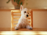 cute_dog_waiting-2560x1600