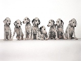 dalmatian_puppies-1440x900
