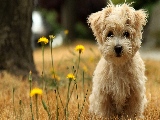 puppy_in_the_field-1920x1080