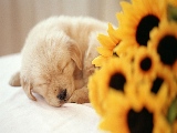 sleeping_puppy-1920x1080