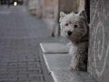 street_dog-1920x1200