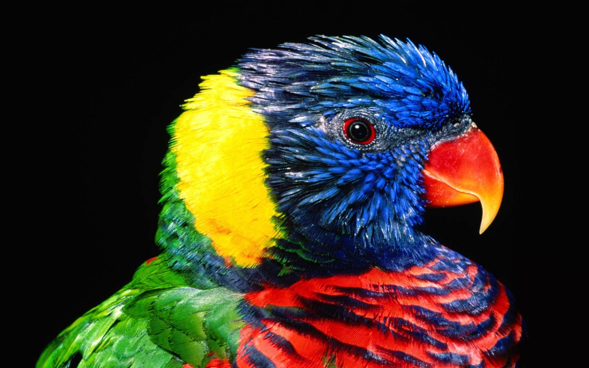 zwierzeta - ptaki - colorful_parrot_2-1920x1200