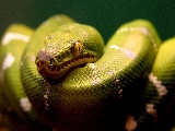 a_green_snake-1920x1200