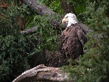 bald_eagle-2560x1600