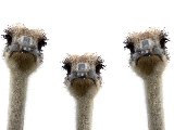 curios_ostrich-2560x1600