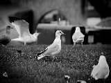 family_of_gulls-1920x1080