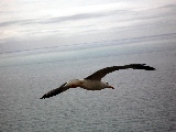 gliding_seagull-2560x1600
