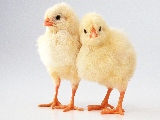 golden_chickens-1680x1050