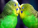 parrots_in_love-1920x1080