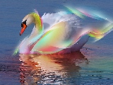 rainbow_swan-1680x1050