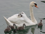 swan_and_chicks-1680x1050