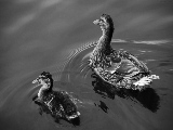 two_ducks-1920x1200