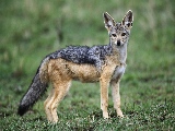 black_backed_jackal-1920x1200