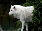 the_arctic_wolf-1920x1080
