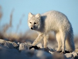white_fox-1680x1050