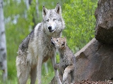 wolf_and_cub-1920x1080