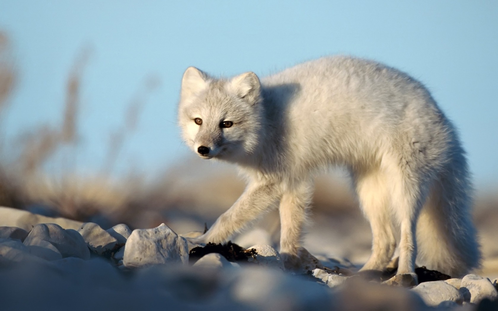 zwierzeta - wilki - white_fox-1680x1050