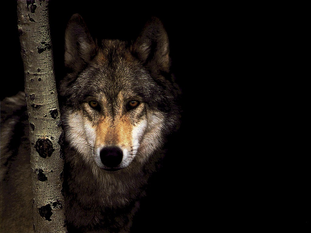 zwierzeta - wilki - wilk1