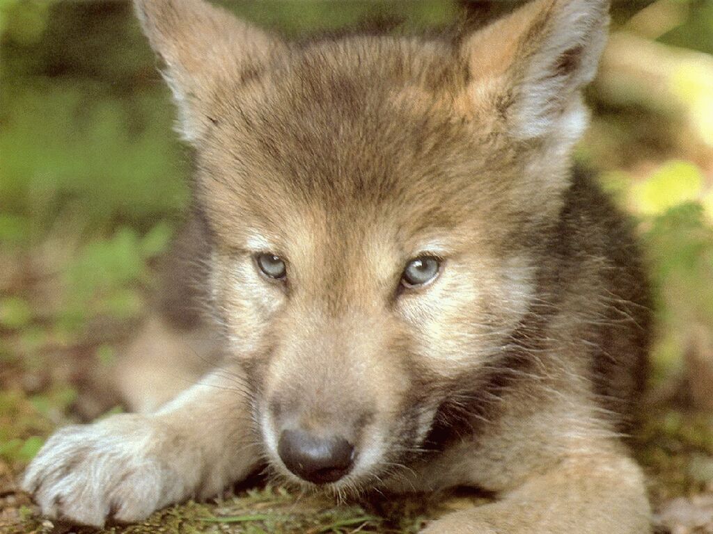 zwierzeta - wilki - wolves06