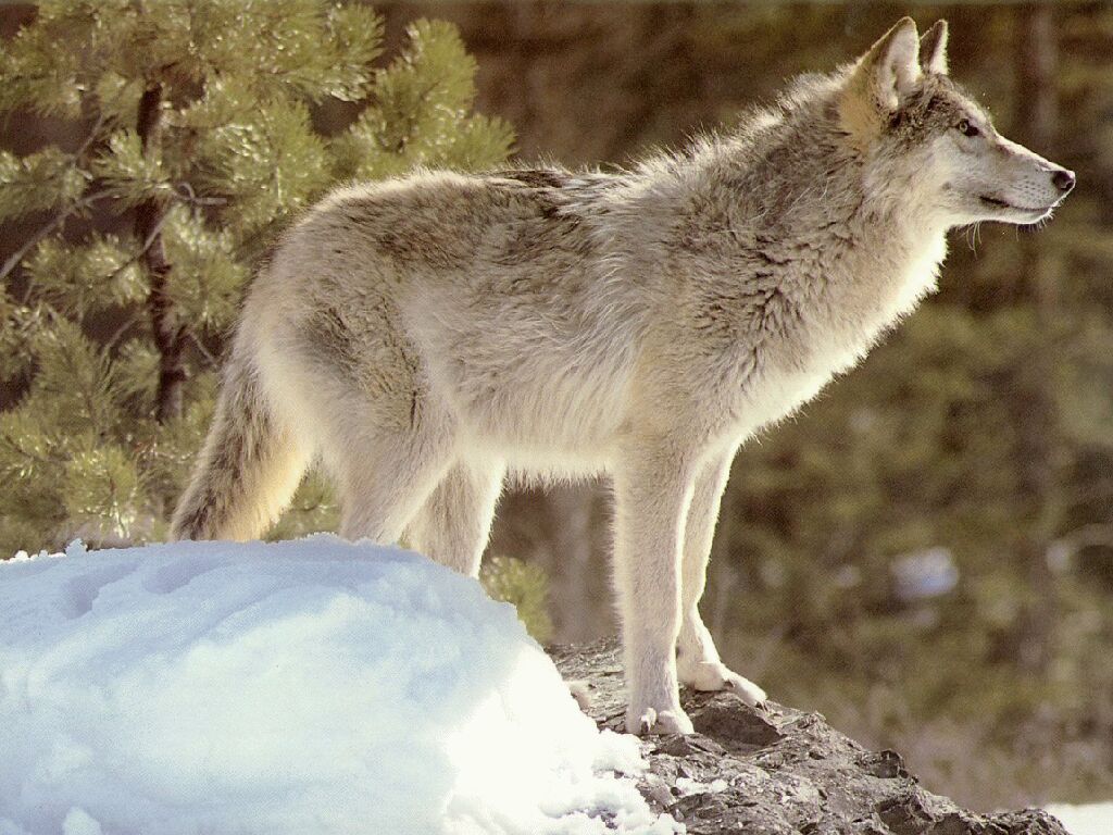 zwierzeta - wilki - wolves09