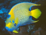 fish_4