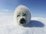 harp_seal_upclose-1920x1080