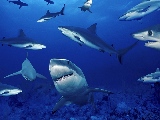 sharks_underneath-1680x1050